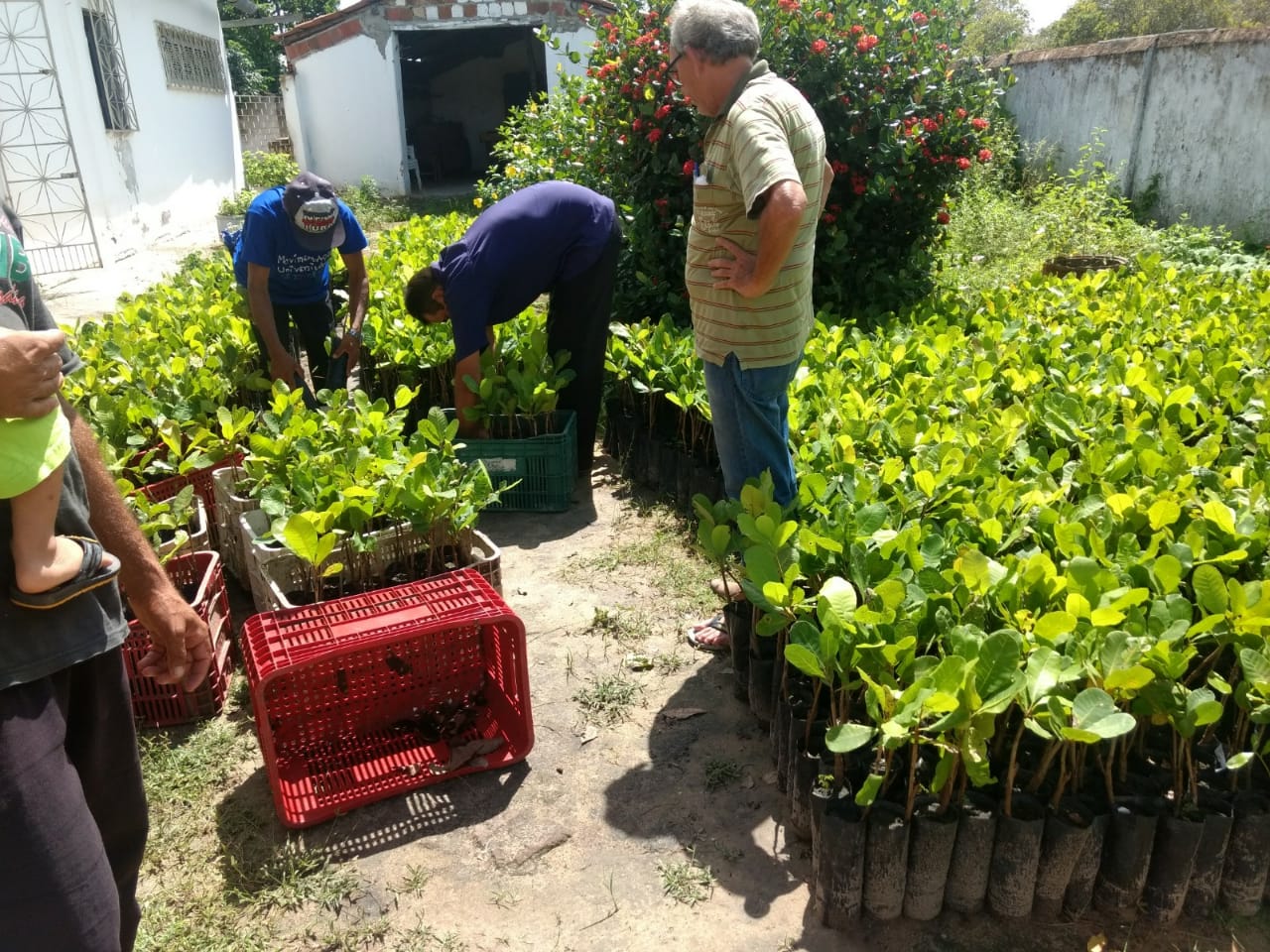 Redenção: Ematerce conclui distribuição de mudas de cajueiro-anão precoce