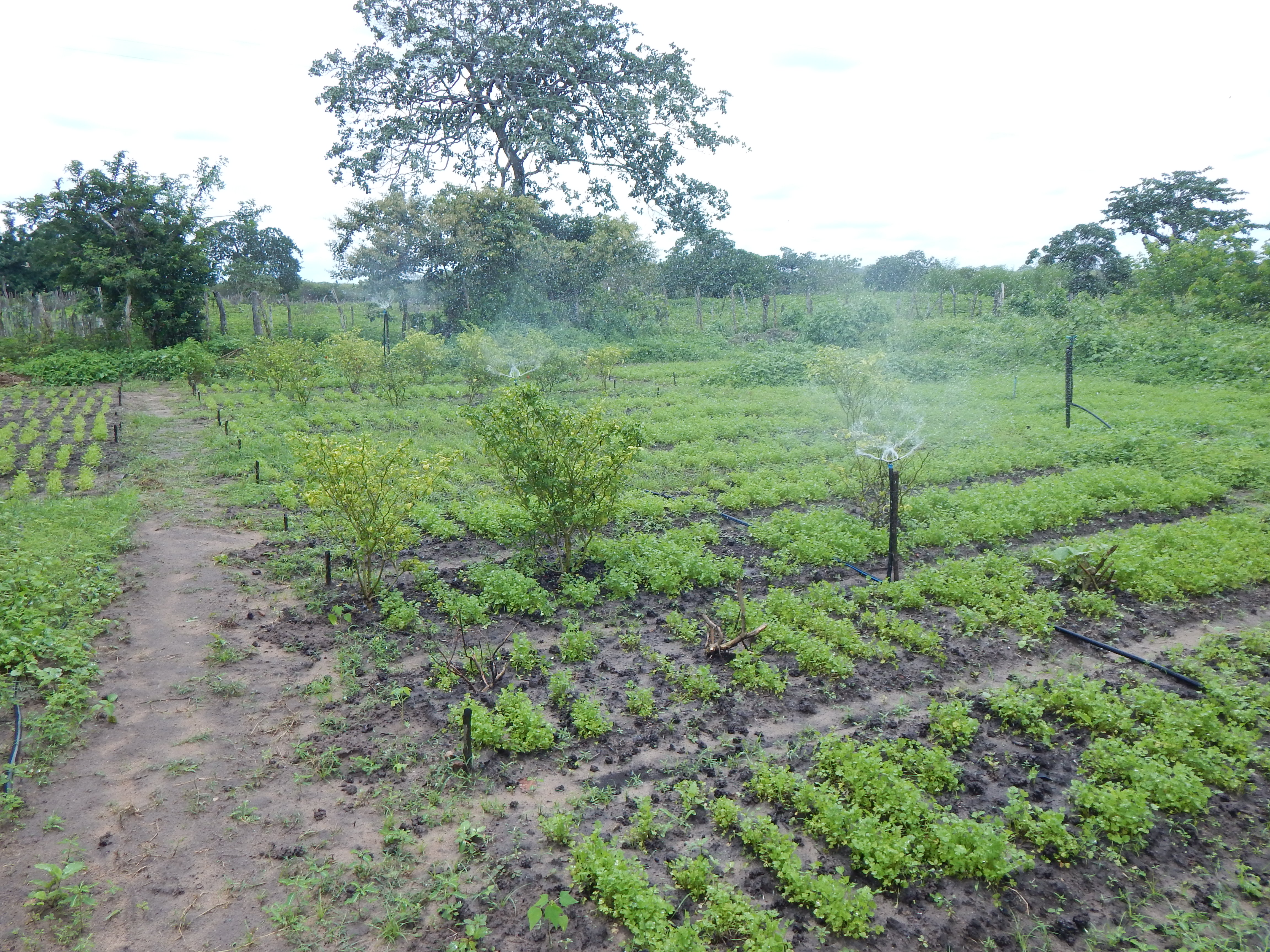 Produtor em Jaguaribe inova no tratamento da água para produção de olerícolas