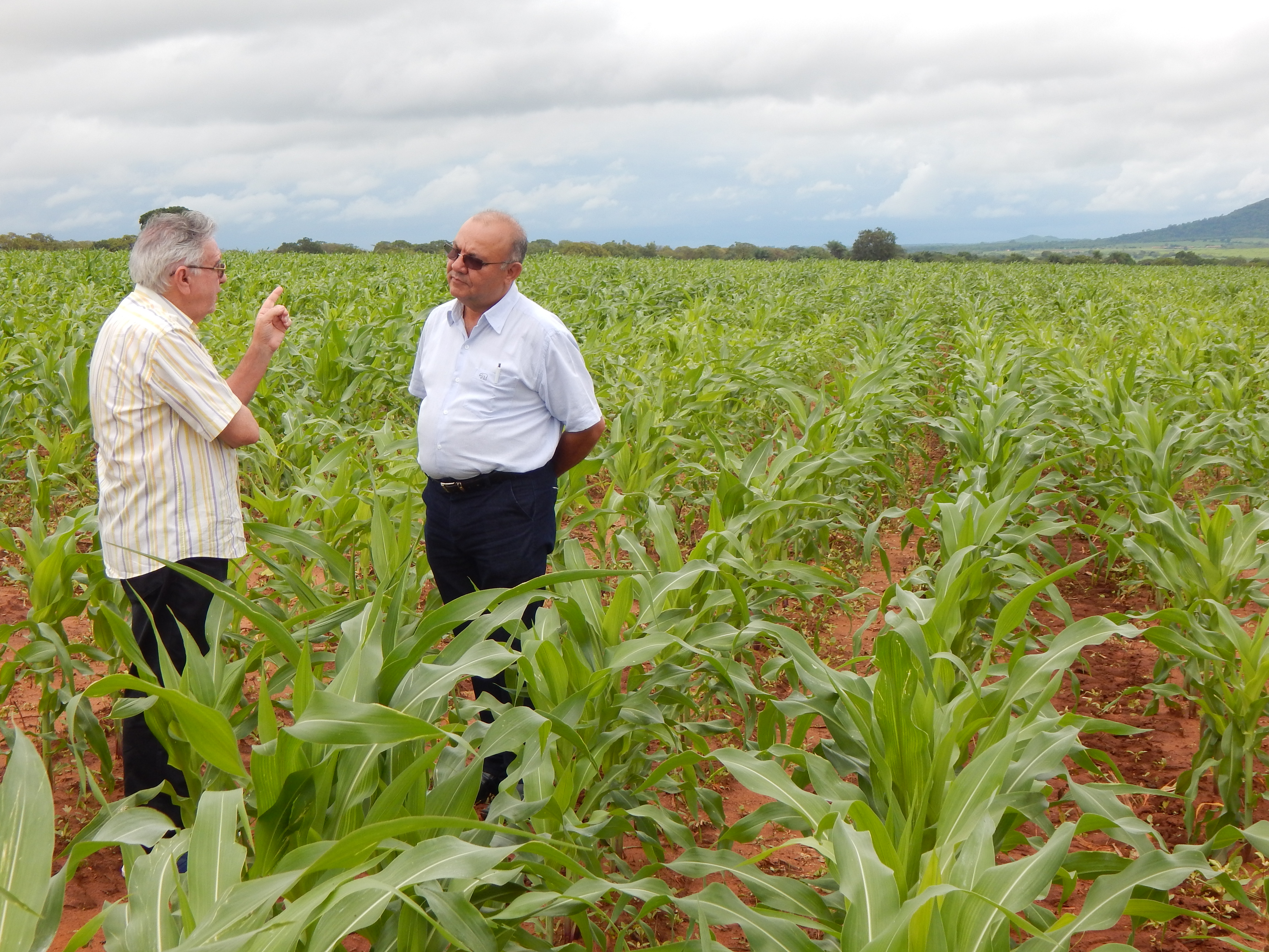 Baturité: produtor de milho precoce se prepara para colheita