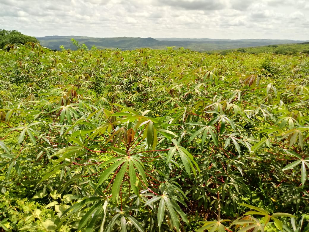 Altaneira: Ematerce, em parceria, visita plantio de Mandioca, variedade Pretinha