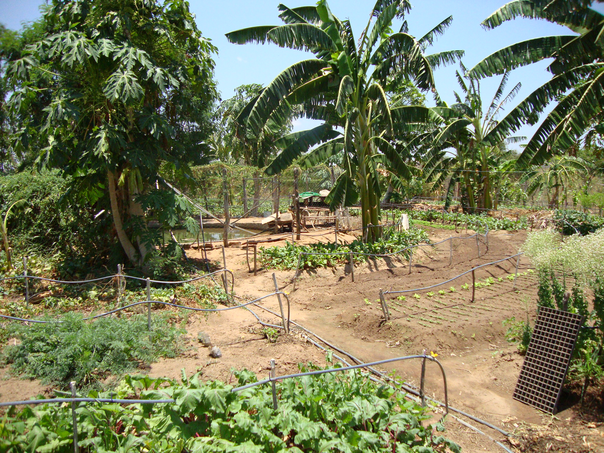 Dia Nacional da Conservação do Solo: Ematerce orienta práticas conservacionistas aos agricultores assistidos