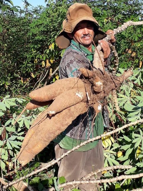Ematerce acompanha colheita de mandioca em Mauriti