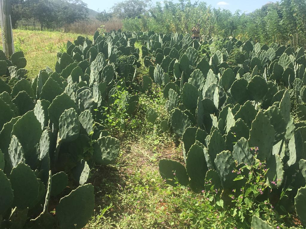 Ematerce investe em Centro de Produção de Palma Forrageira na Faznor
