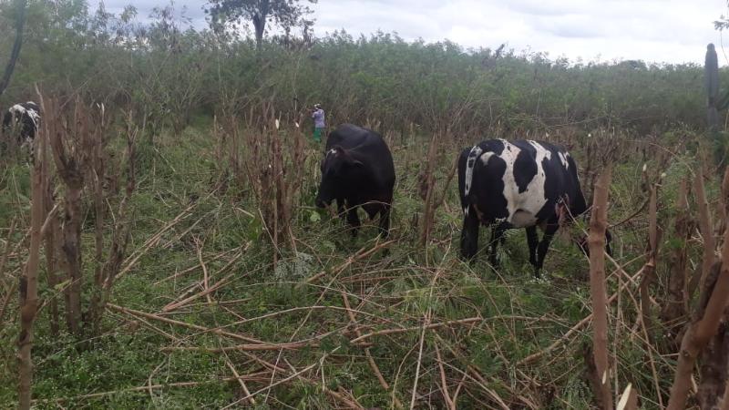 Produtores investem em bancos de proteína para alimentação animal