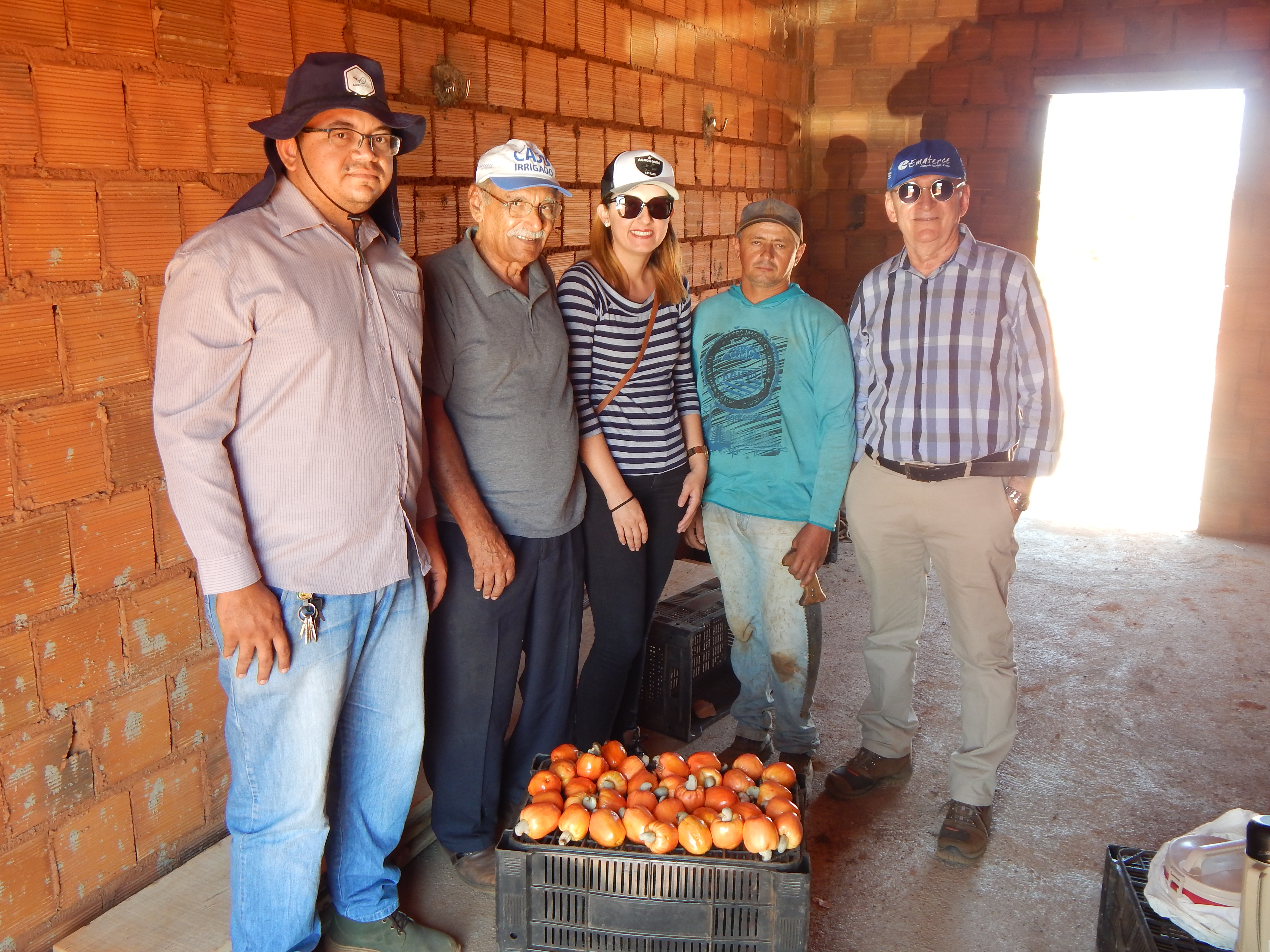 Produtores de caju investem em variedade para incremento da colheita – Parte I