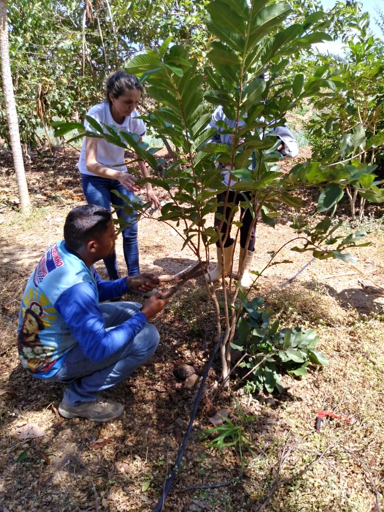 Santa Quitéria: Ematerce promove Dia sobre Demonstração de Poda em Frutíferas