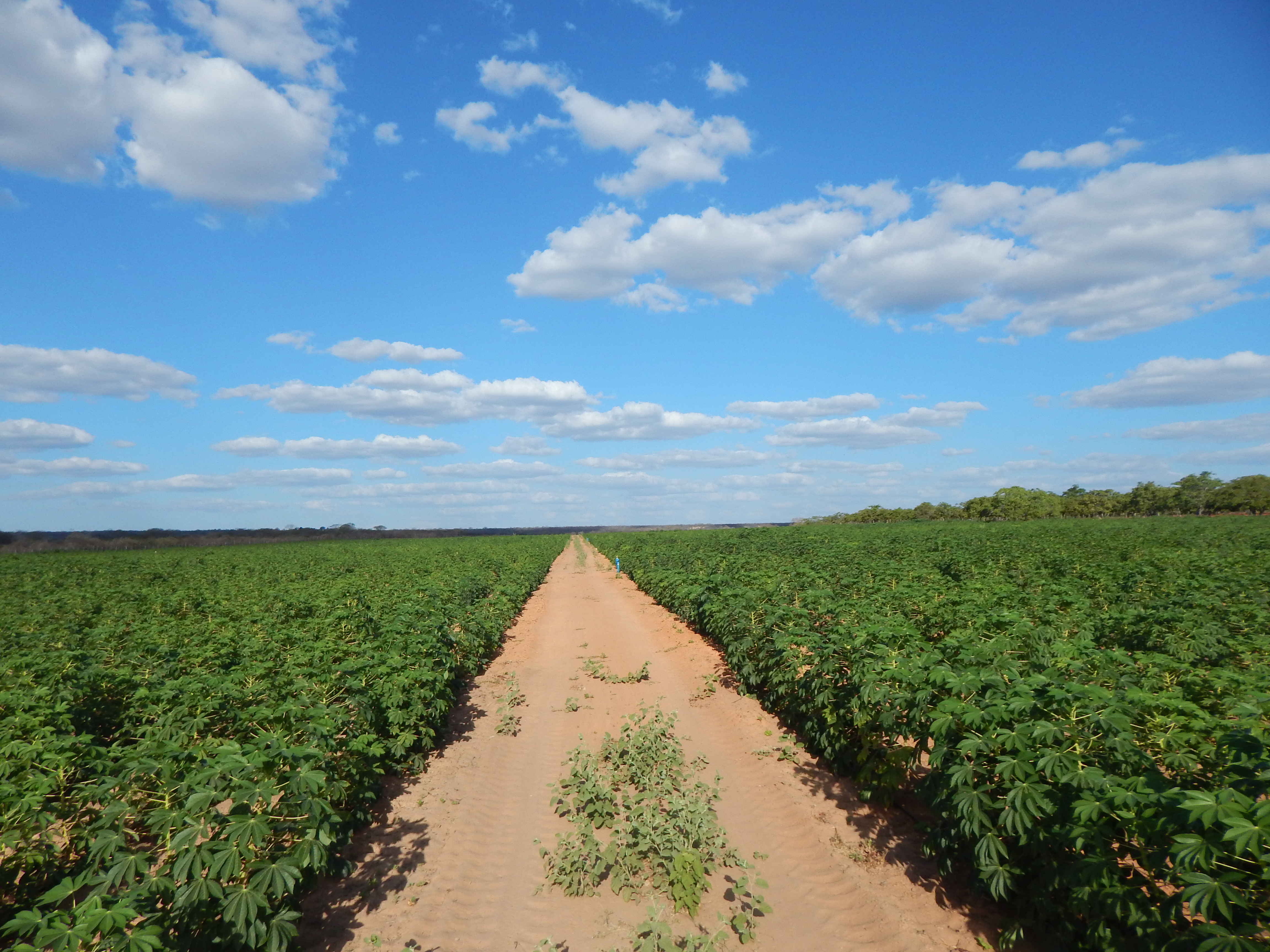 Vídeo sobre Agroecologia produzido pelo MST é selecionado pela ONU