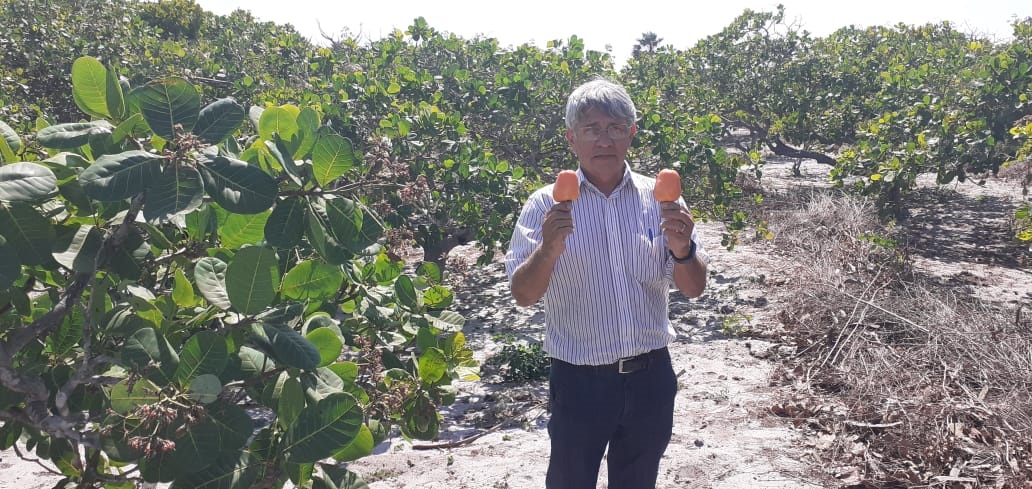 Ematerce: Centro Gerencial realiza Dia Especial sobre Poda em Cajueiro
