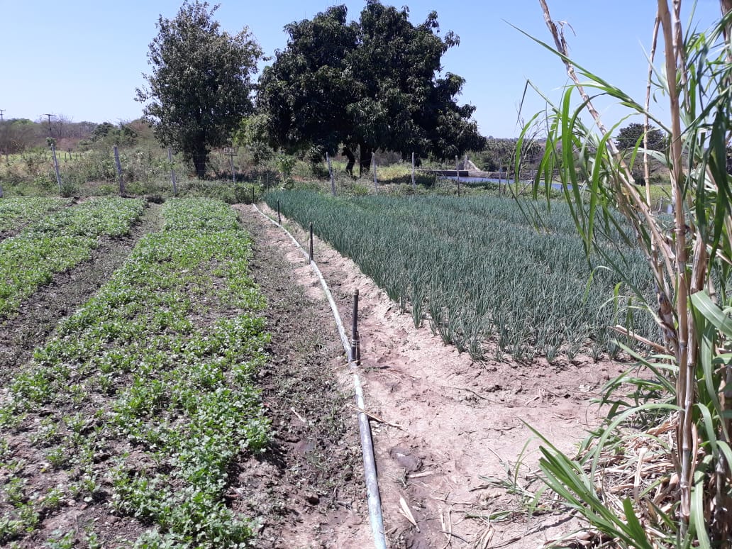 Dom Hélder: projeto de hortaliças é destaque no Cariri