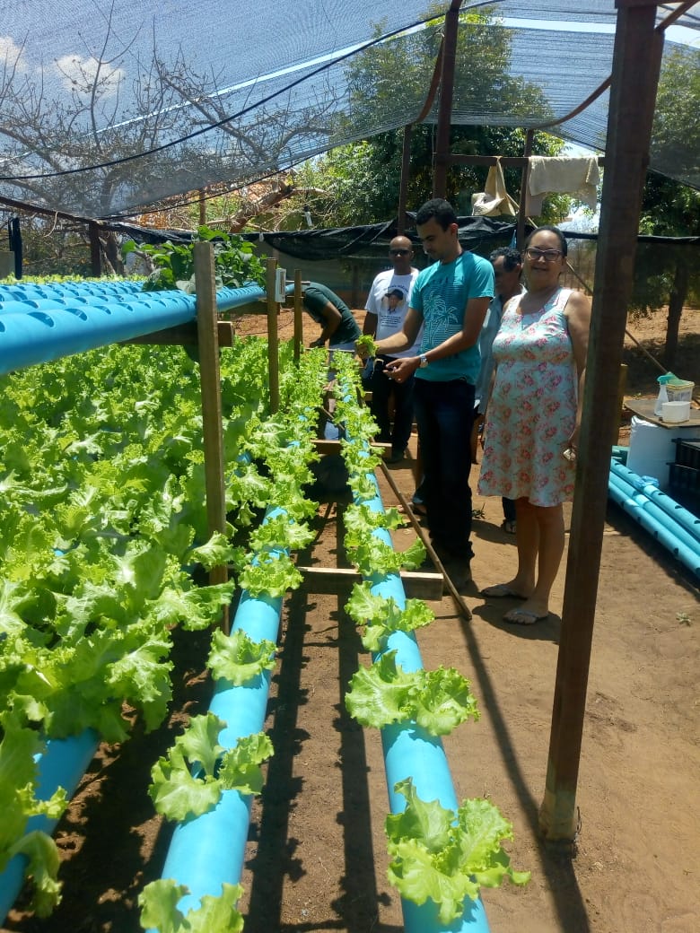 Agricultor Familiar investe em plantio de alface hidropônico