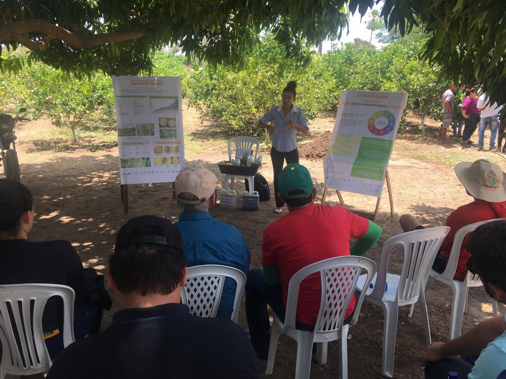 Dia de Campo debate sobre retomada de produção de laranja no Vale do Jaguaribe