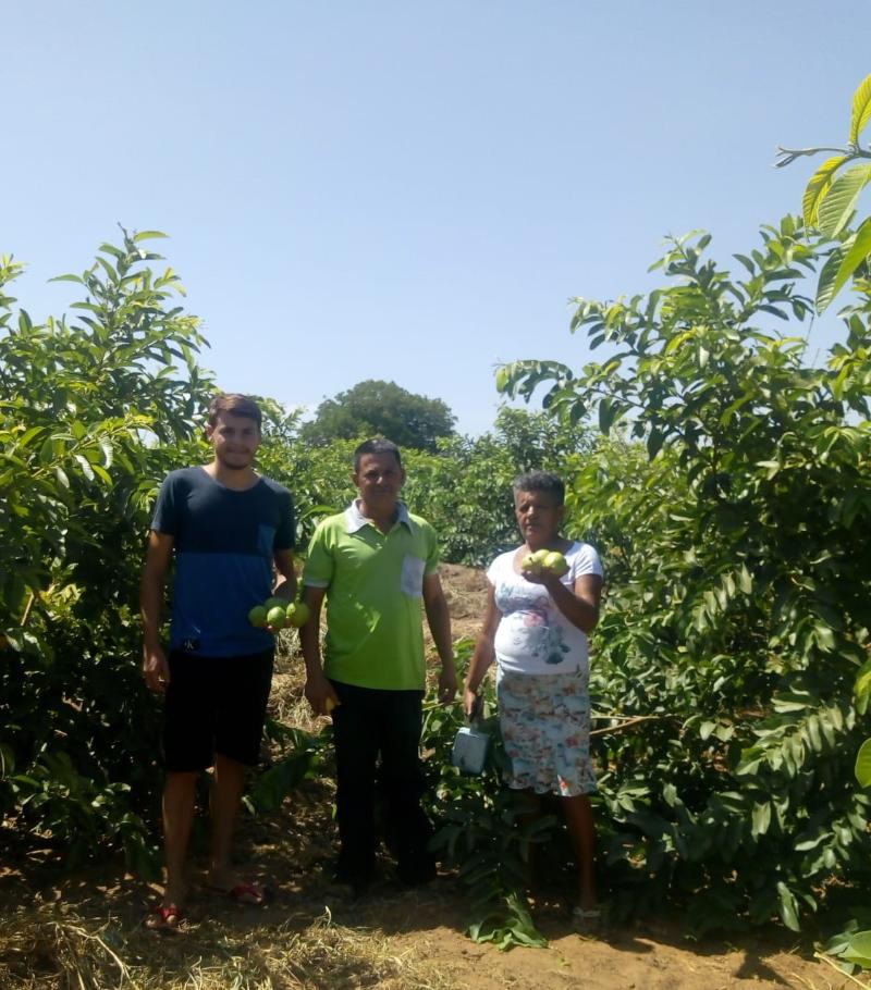 Porteiras-CE: cultivo de goiabas proporciona vantagem financeira a agricultor familiar