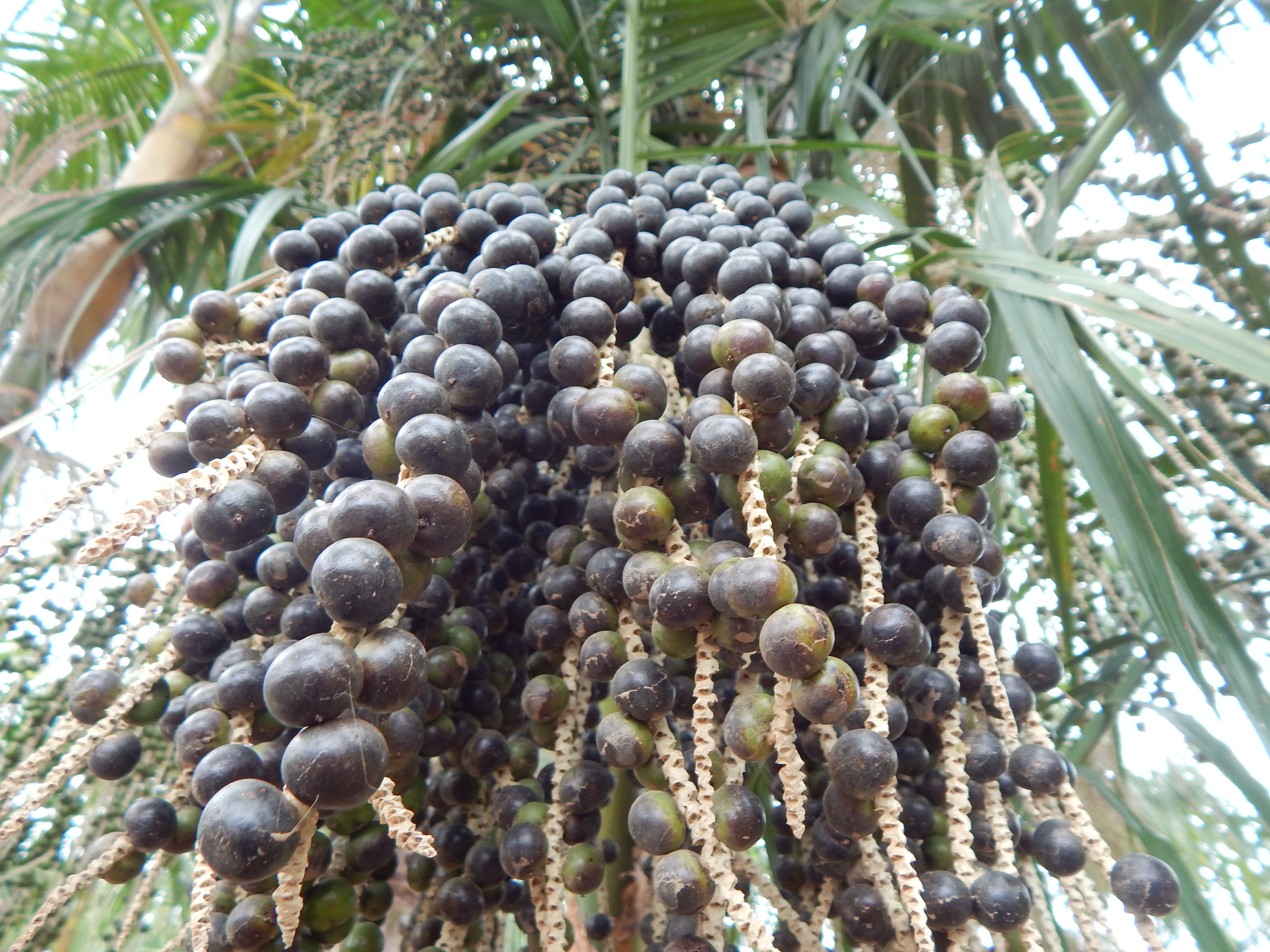 Quixeré-CE é pioneiro no plantio de Açaí no Estado do Ceará