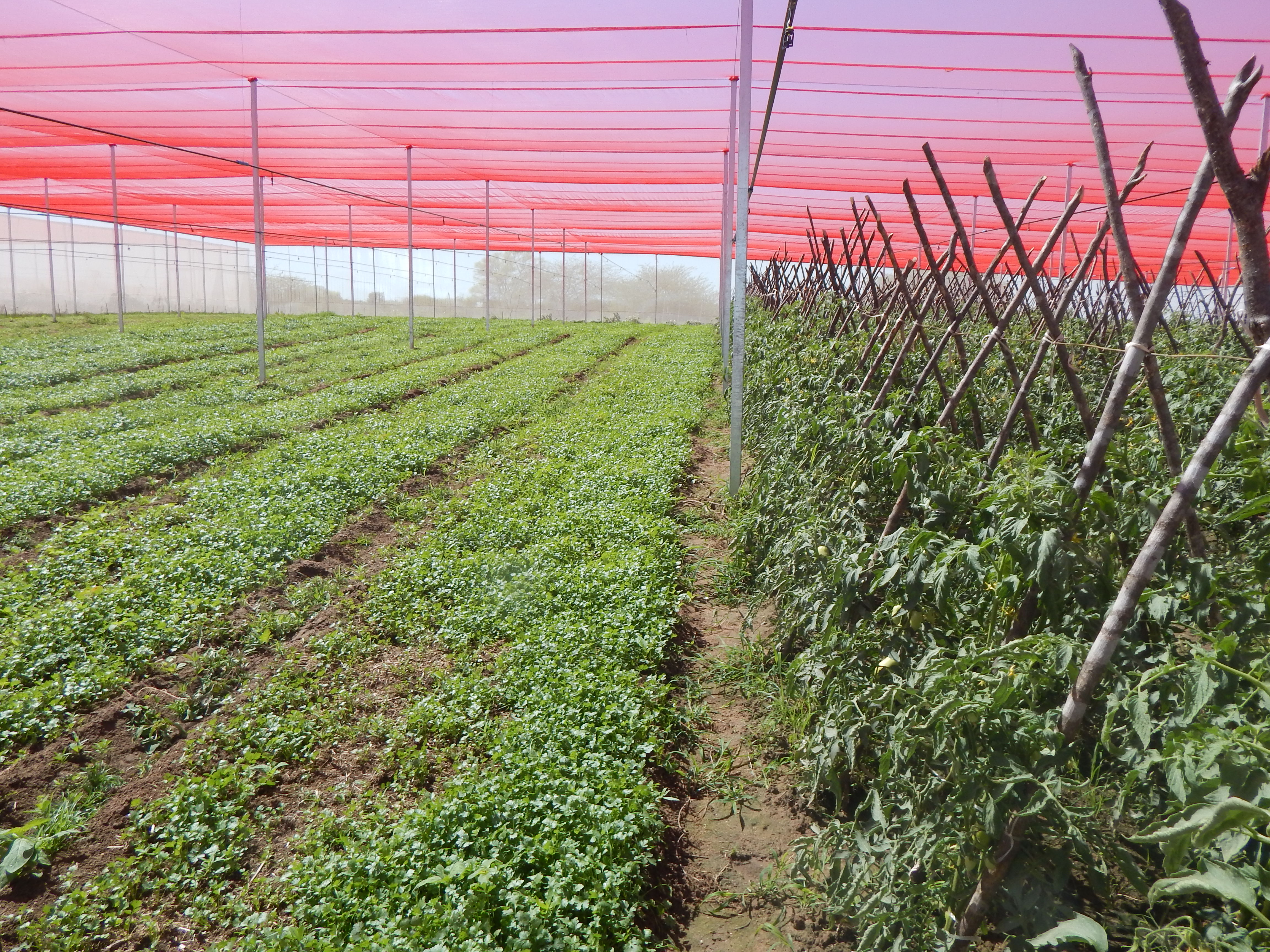 Juazeiro do Norte: Ematerce e SDA introduzem plantio protegido para produção de hortaliças.