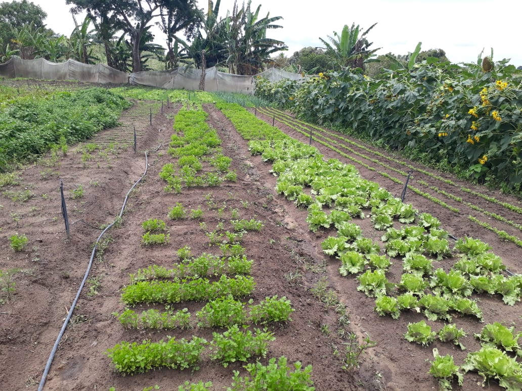 Santana do Acaraú: Ematerce e Prefeitura assessoram venda de produtos agrícolas pela internet