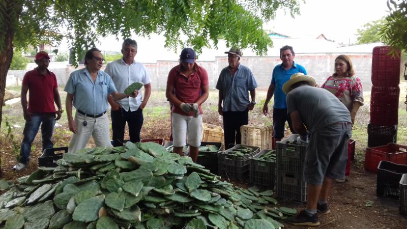 Pentecoste: Ematerce inicia distribuição de raquetes de Palma Forrageira