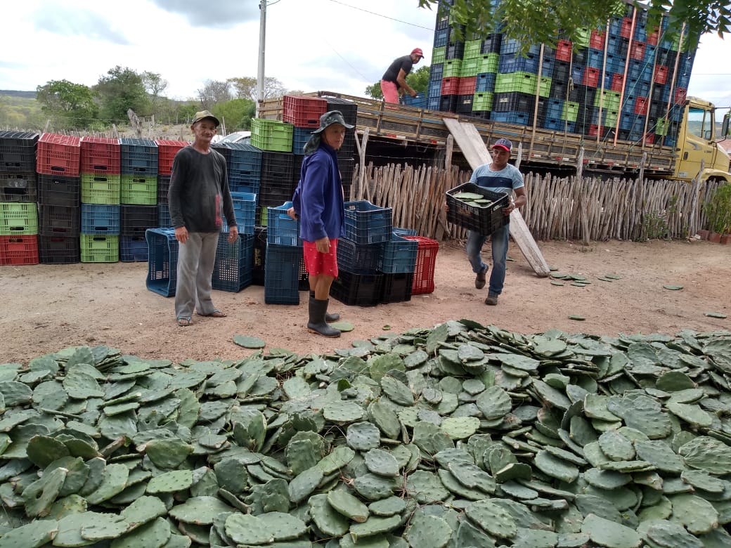 Ematerce: distribui raquetes e orienta o cultivo de Palma Forrageira em 2020