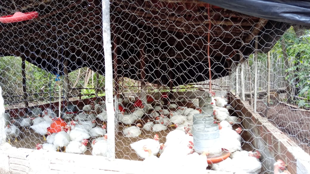 Pedreiro investe na criação de aves e sonha em ampliar negócio