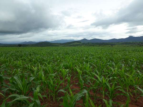 Produtores no Cariri combatem lagarta cartucho com Bioinseticida Bt