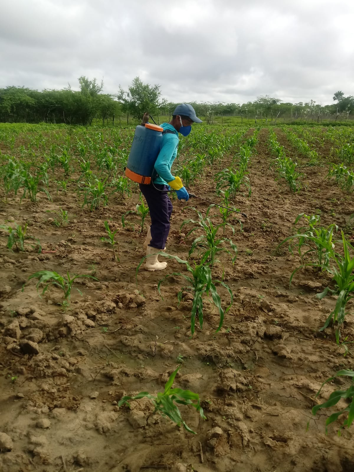 Limoeiro do Norte: Ematerce aplica bioinseticida Bt em plantio de milho