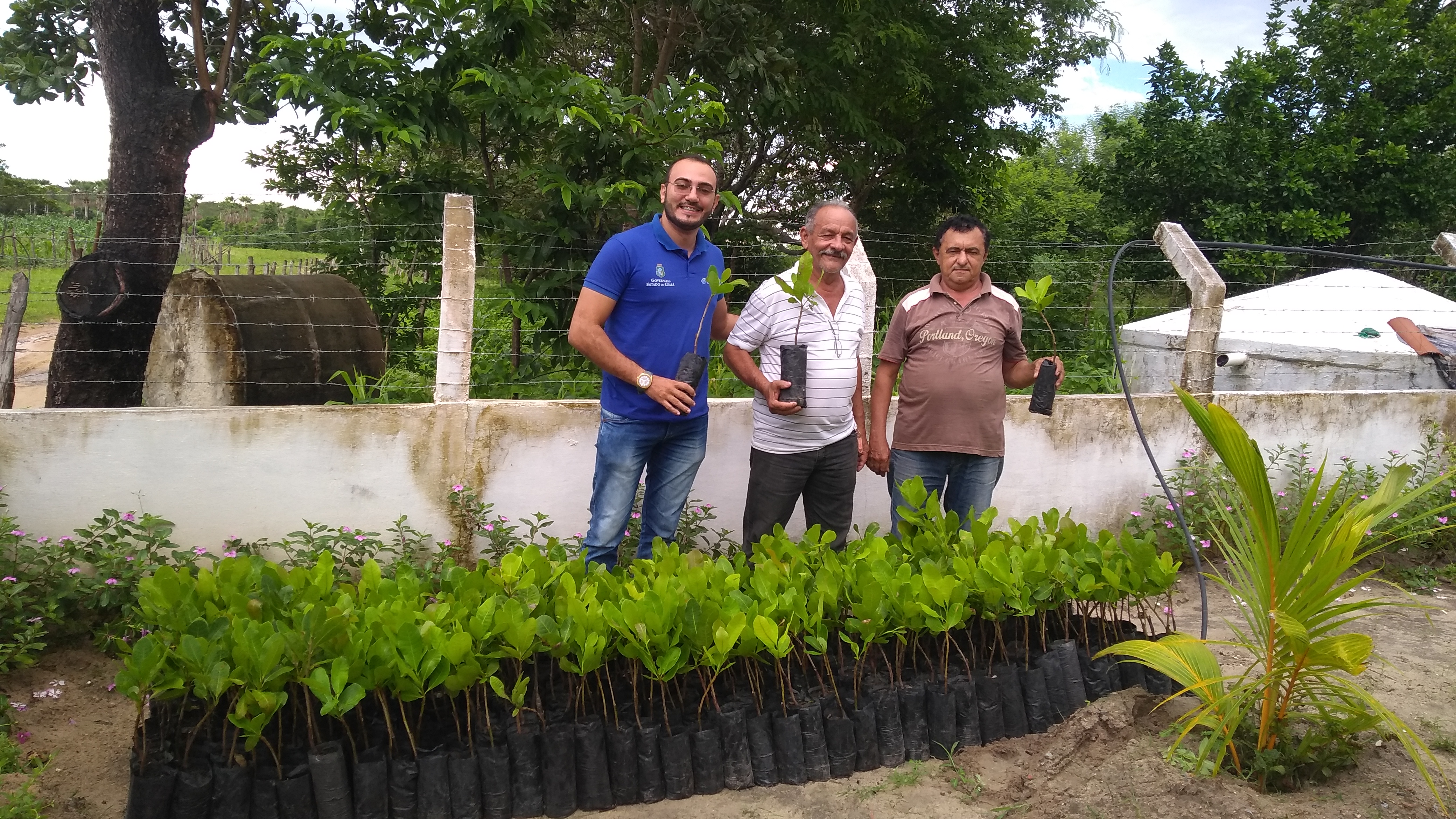Ematerce distribui mudas de cajueiro em Santana do Acaraú-CE e Santa Quitéria-CE