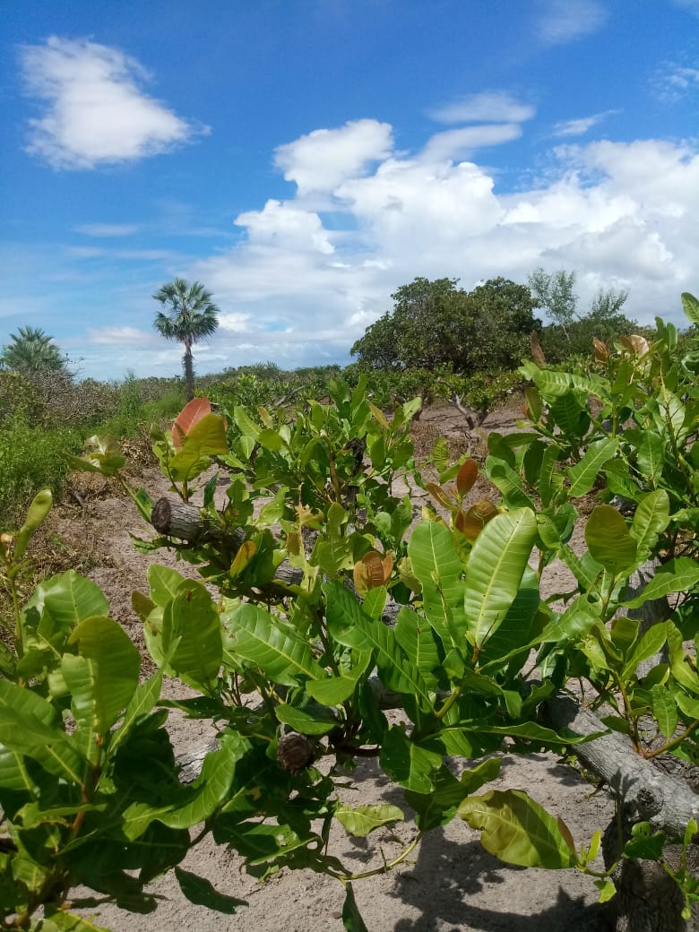 Produtos da Agricultura Familiar terão desconto em maio