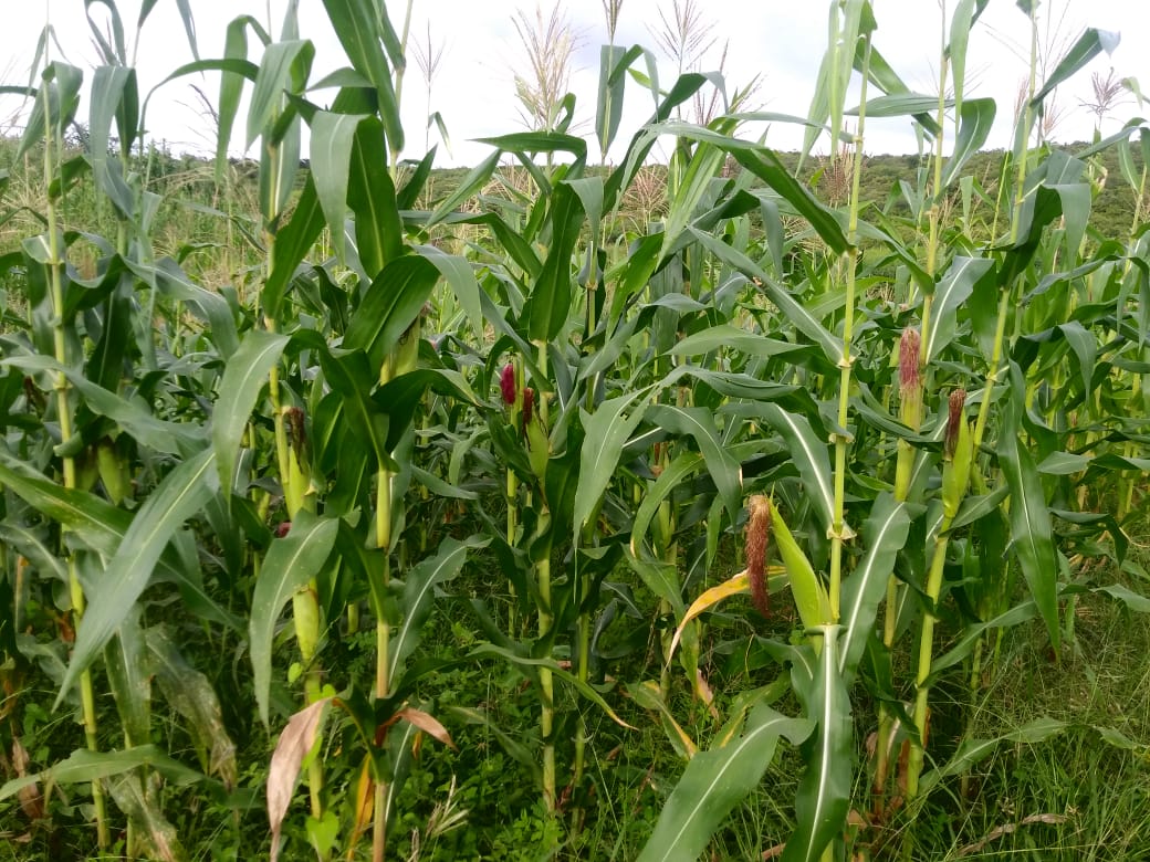 Pentecoste: técnicos da Ematerce orientam agricultores familiares pelo “Whatsapp”