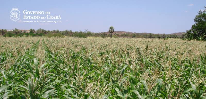 Prorrogado prazo de solicitações de vistorias de perdas pelo Garantia Safra
