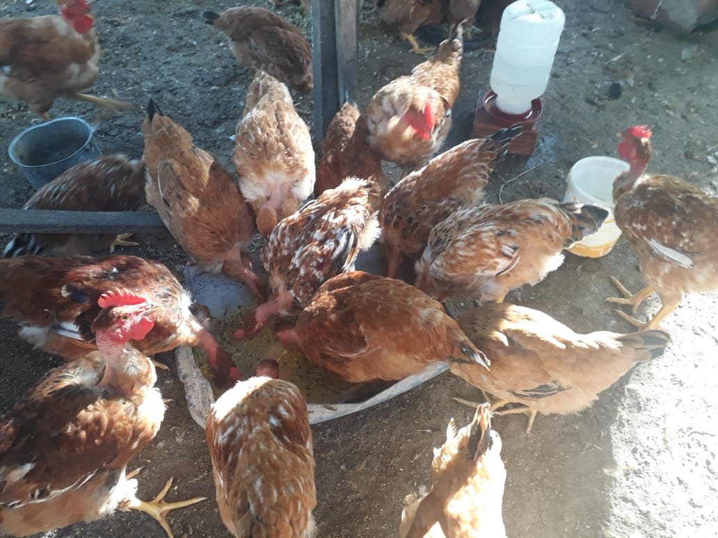 Agricultoras de Paraipaba-CE resolvem problemas de excesso de produção.
