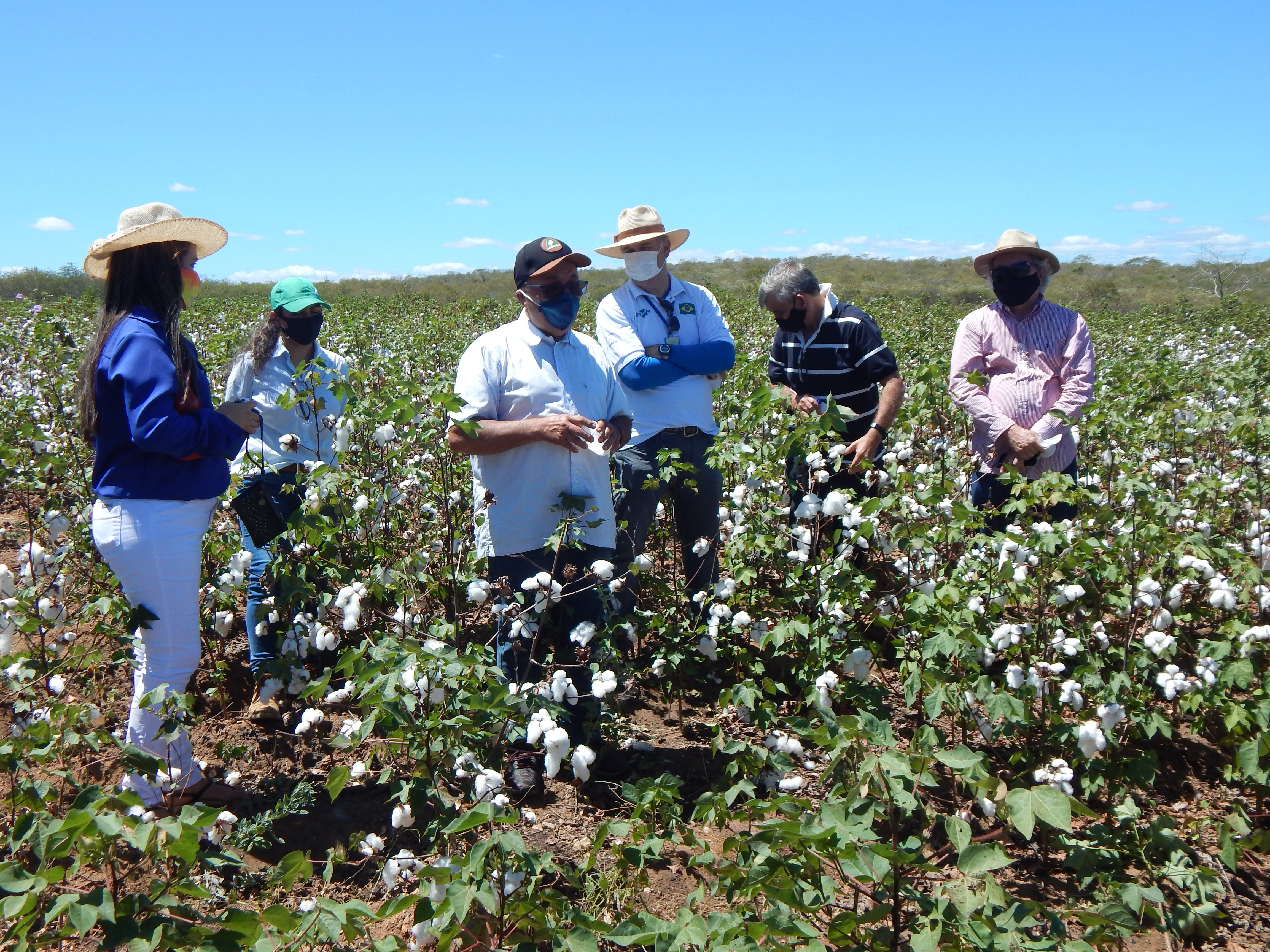 Ematerce acompanha Dia de Campo sobre  Modernização da Cultura do Algodão