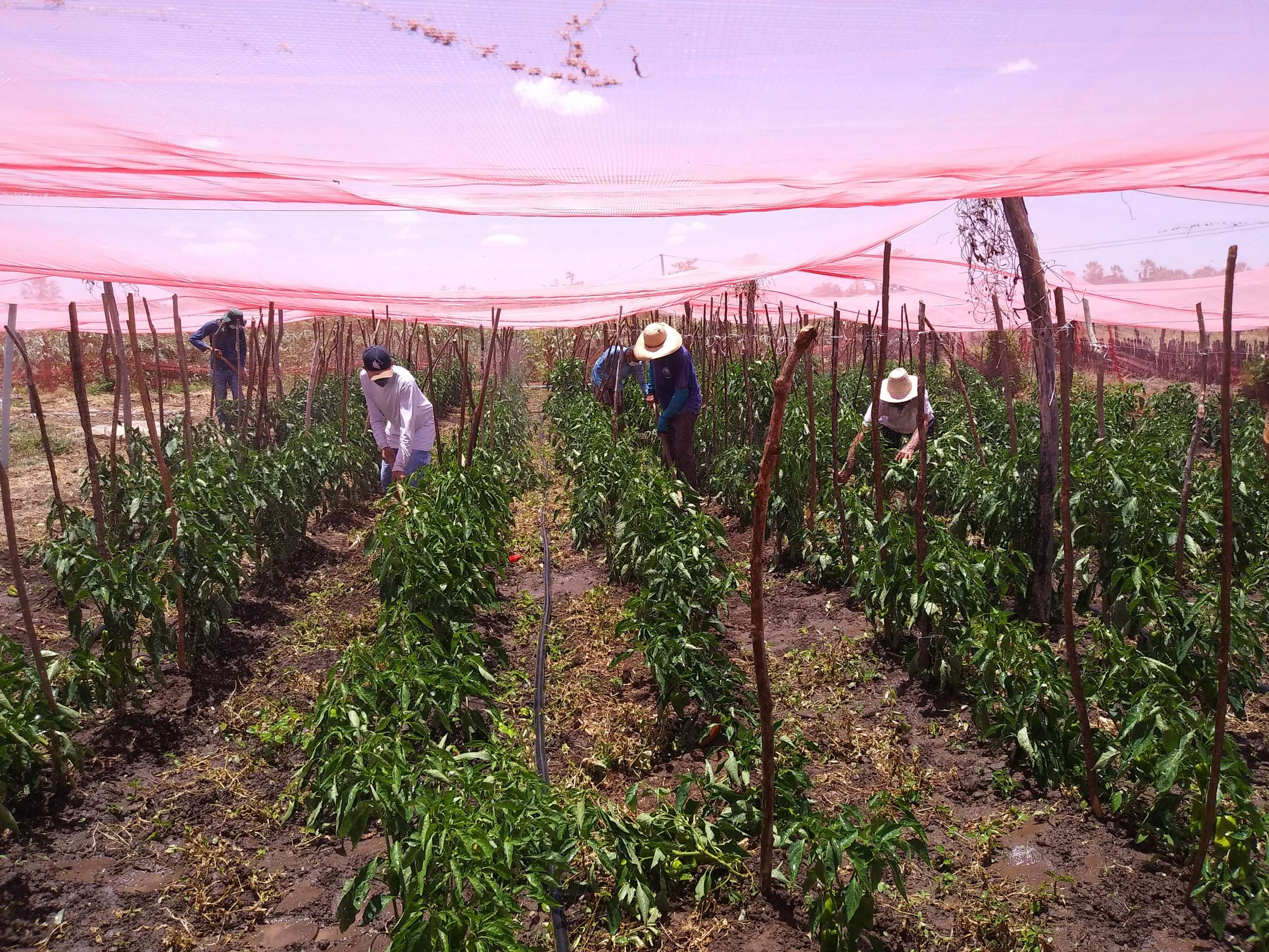 Projeto Oitis: grupo de famílias mantém produção sustentável em Lavras da Mangabeira-CE