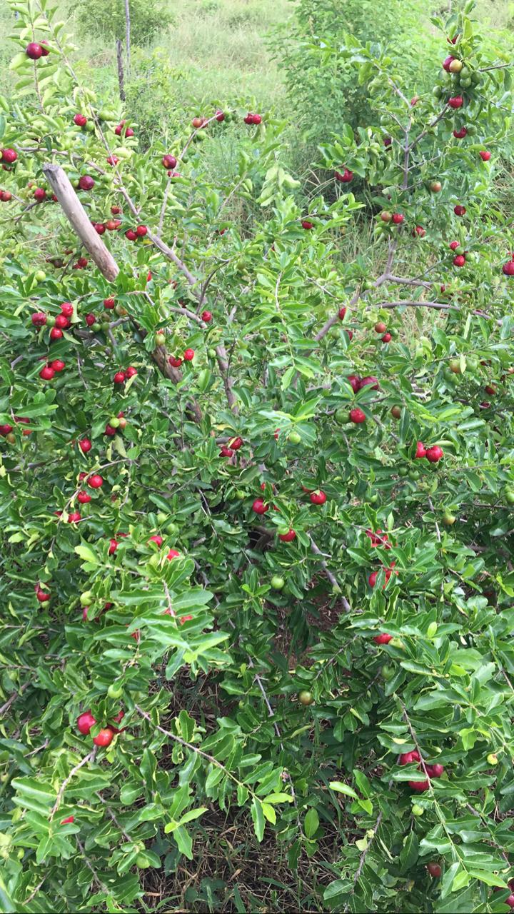 Acerola orientada pela Ematerce em Mauriti-CE recebe certificado orgânico.