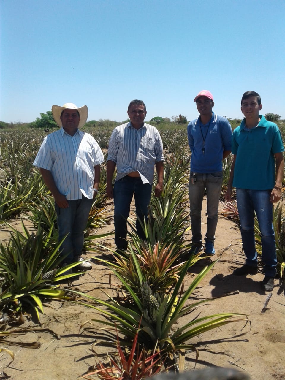 Ematerce: Santana do Cariri-CE- maior produtor de abacaxi do Ceará