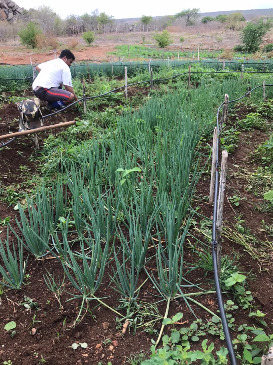 Ematerce assiste projetos agroecológicos em comunidades de Sobral-CE