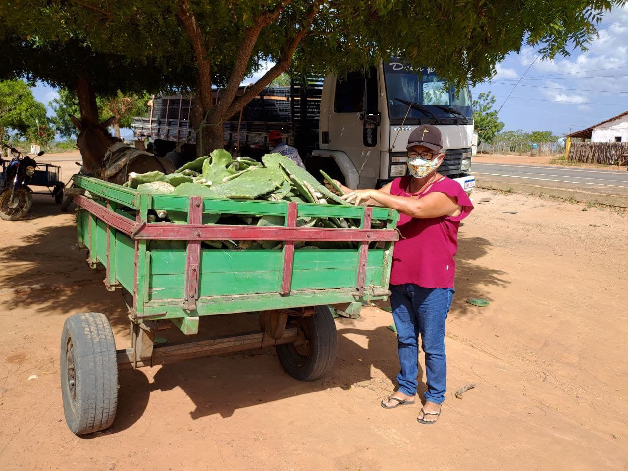 Aracoiaba: Ematerce distribui raquetes de palma forrageira para agricultores familiares