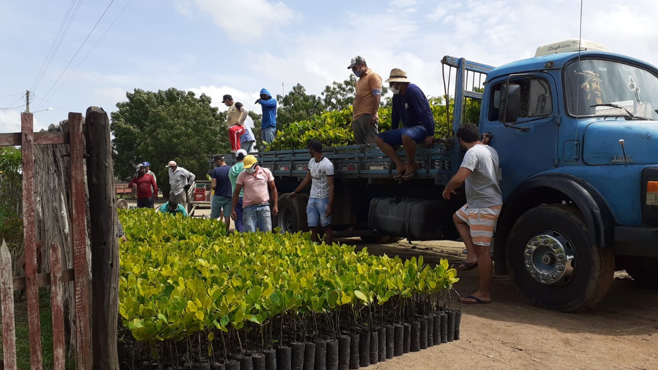 Hora de Plantar: Ematerce distribui mudas de cajueiro anão em Ocara-CE.
