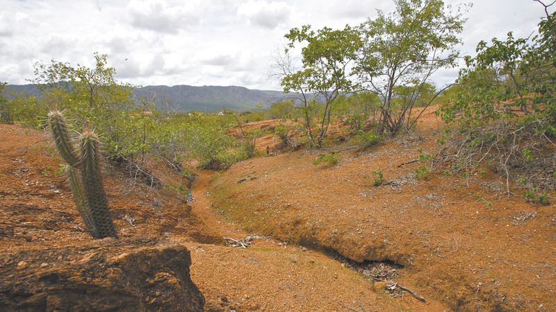 Dia Nacional da Caatinga – 28 de abril