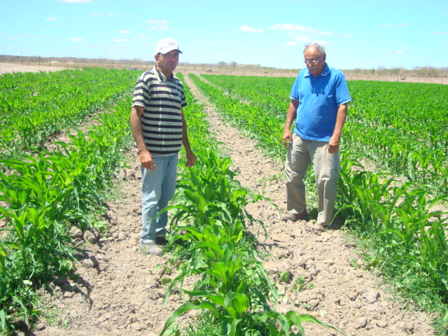 Dia Nacional do Milho: Ematerce tem muito a ver com a cultura, assistindo agricultores