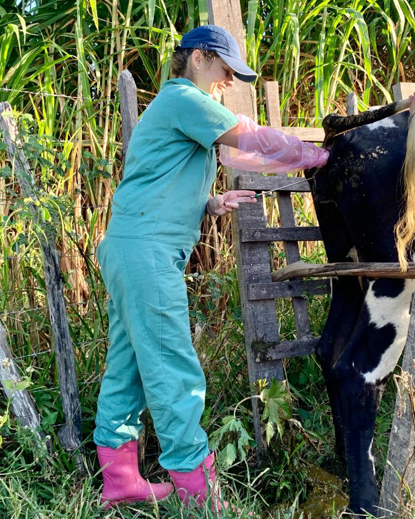 Ematerce: Programa de Inseminação Artificial em Bovinos de Ubajara – CE