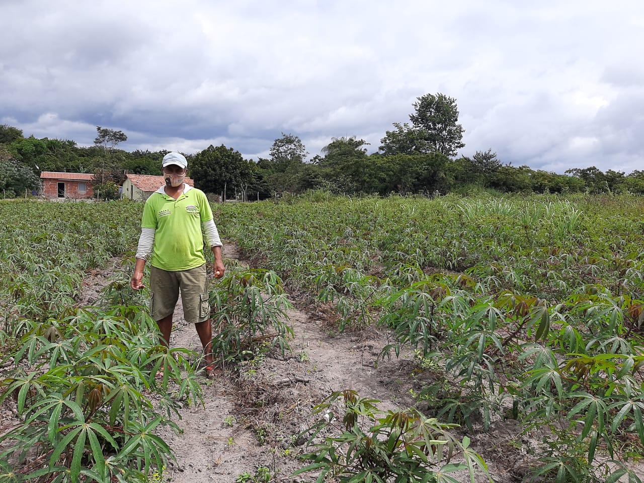 Viçosa do Ceará – CE – Ematerce orienta plantios de mandioca com produtividade acima da média.
