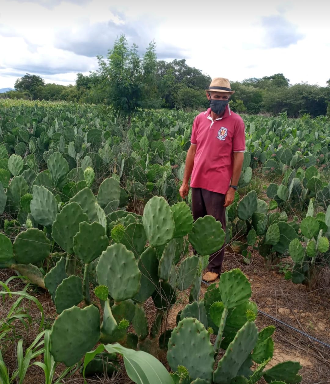 Santa Quitéria: Produtores apostam no cultivo de palma forrageira