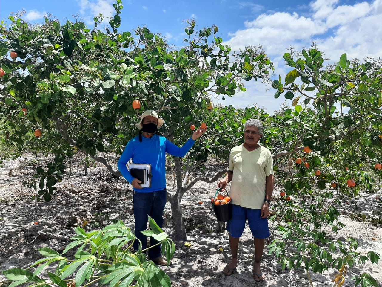 Ematerce assiste plantios de cajueiros no carrasco de Viçosa do Ceará-CE