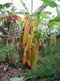 Mal- do- Panamá: é possível conviver com a doença que afeta as plantações de banana.
