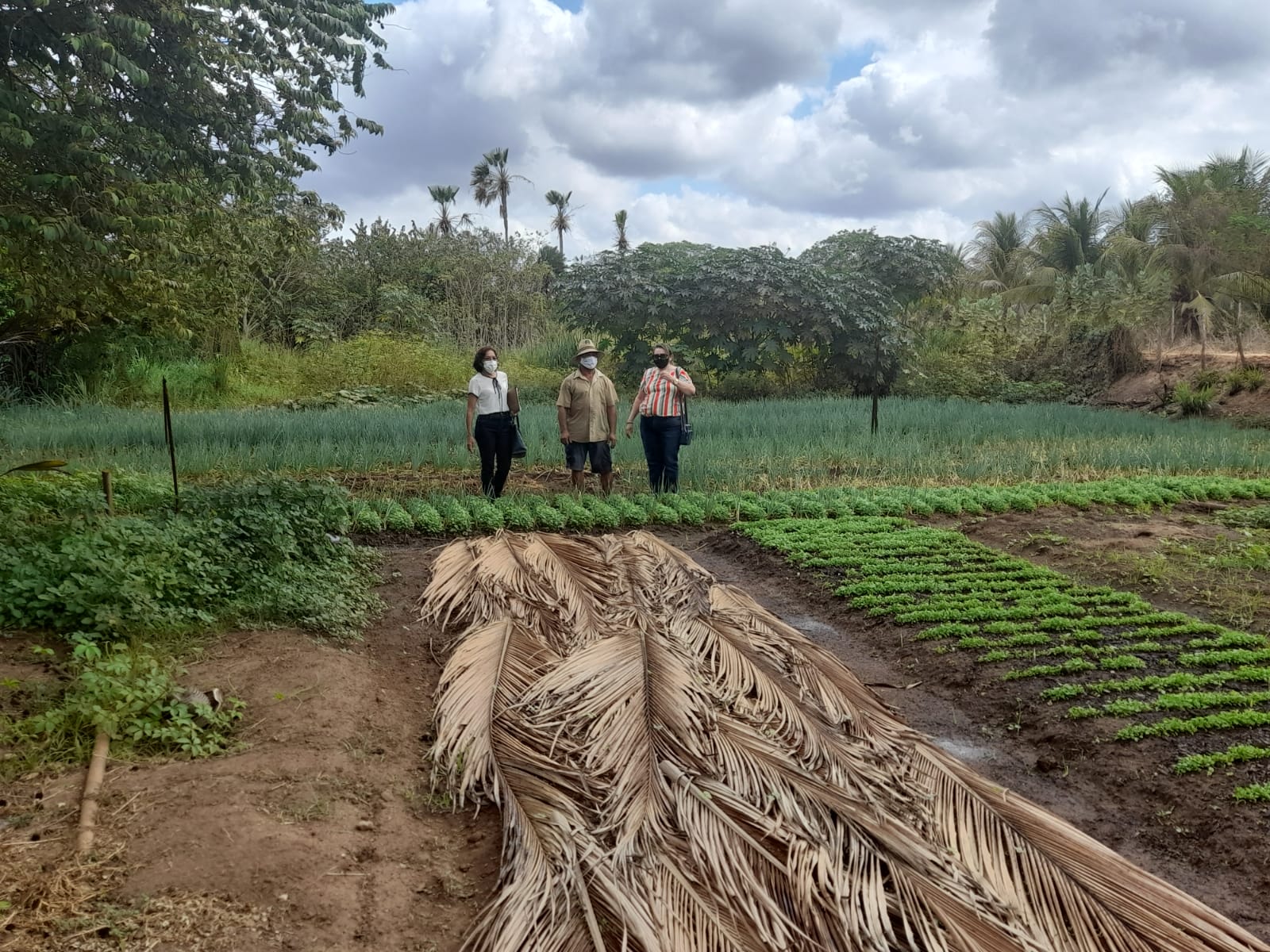 Forquilha-CE: agricultor produz hortaliças para sustento da família
