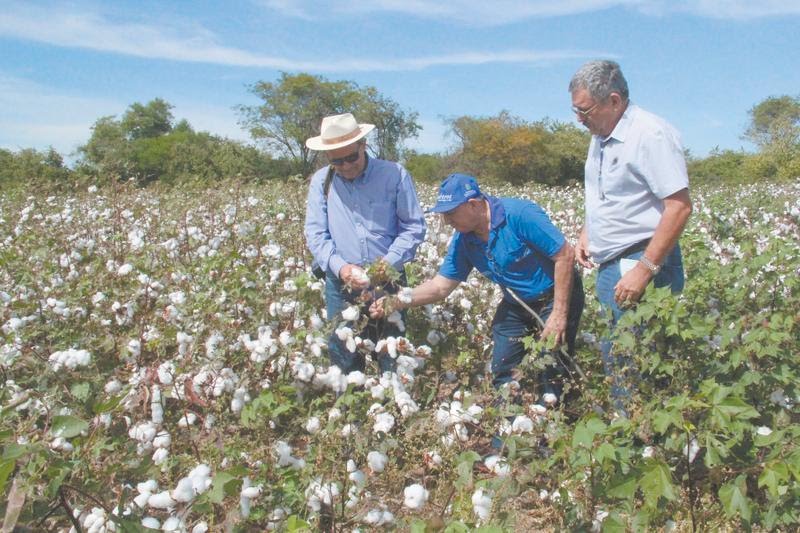Ematerce participa de reunião para discutir a revitalização da cultura do algodão no Ceará