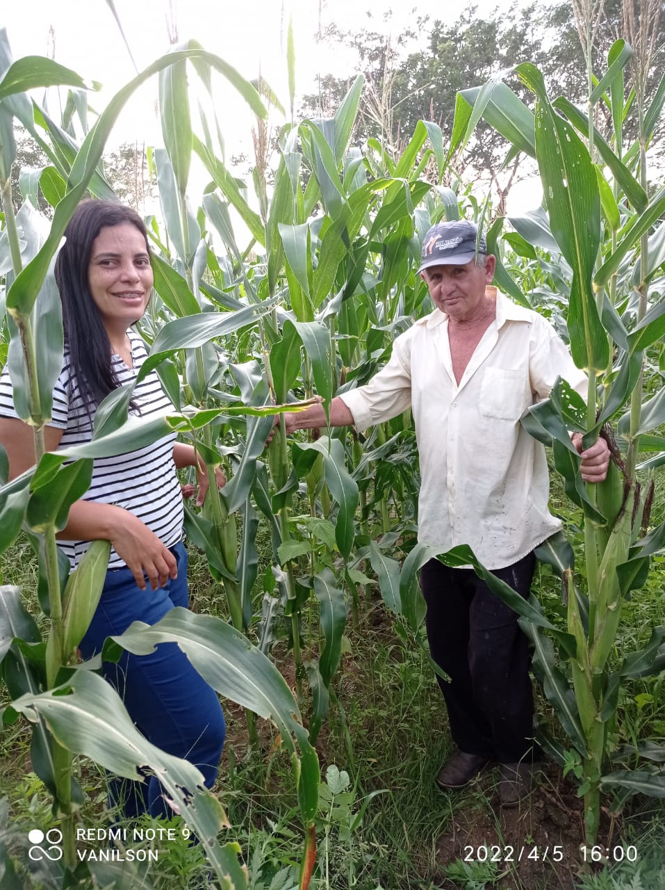 Tauá-CE: sementes selecionadas de milho elevam produtividade da cultura