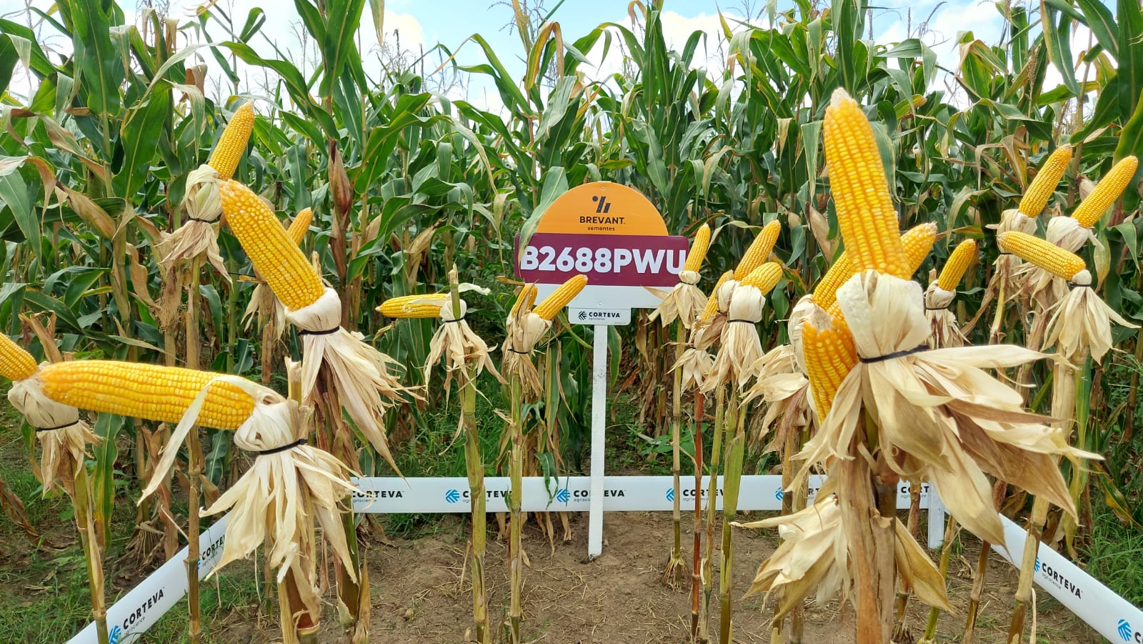 Iguatu (CE): Primeiro dia de campo sobre milho híbrido é destaque entre os agricultores