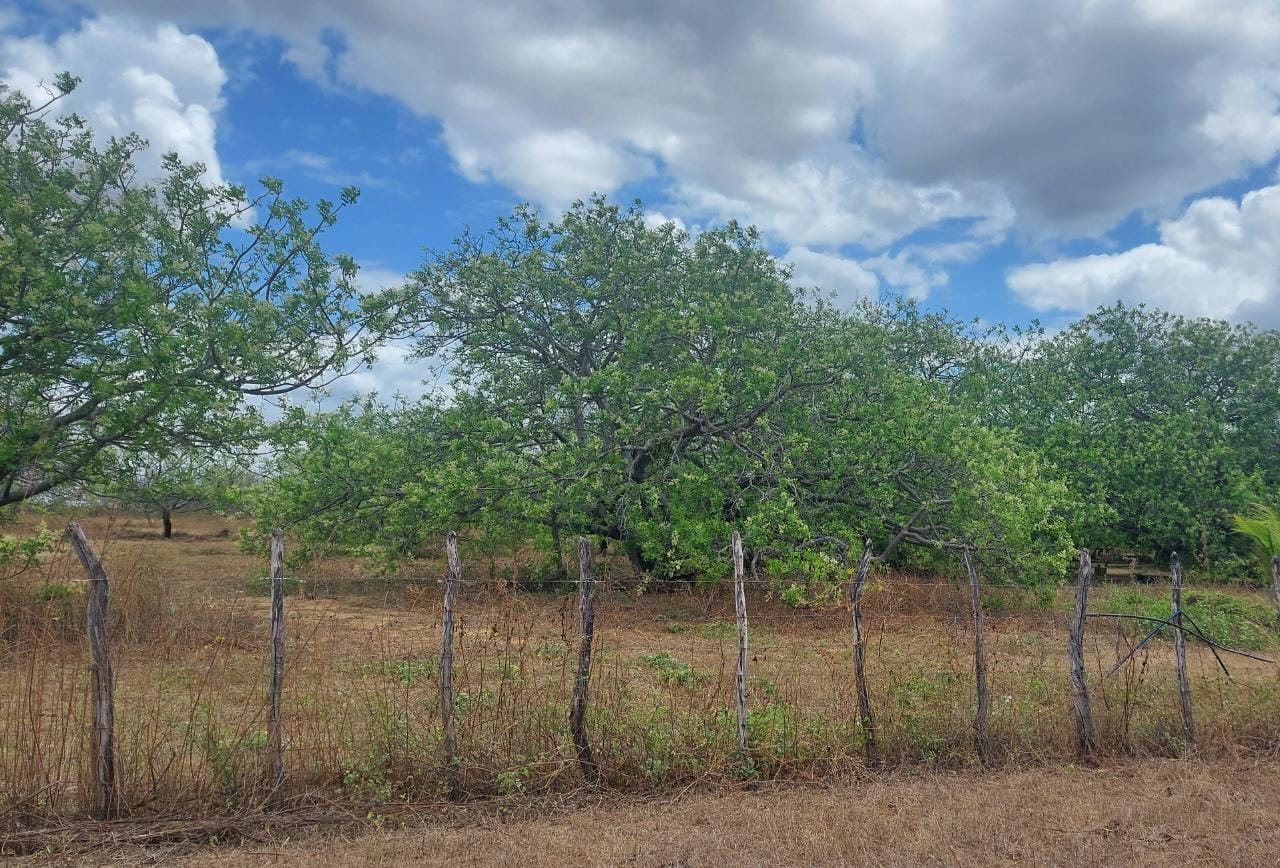 Crato (CE):  Município lidera no cultivo de Spondias no Cariri e inicia o recaatingamento