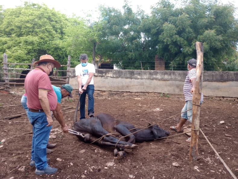 Crato: Ematerce presta ATER para tratamento de papilomatose em bovinos