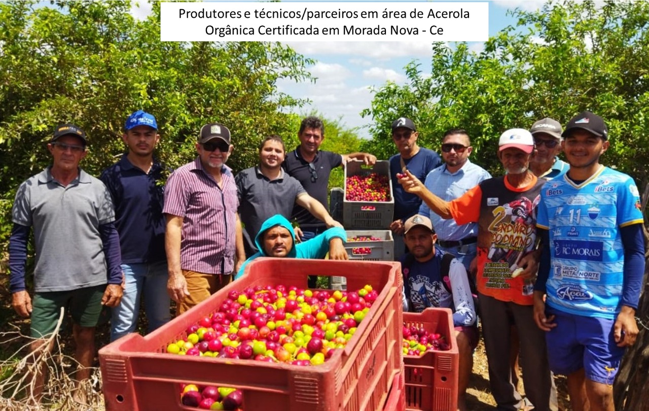 Morada Nova- CE: Ematerce incentiva plantio de acerola orgânica